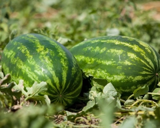 В Херсонской области планируют собрать более 10 тыс. тонн арбузов и дынь  В Херсонской области планируют собрать более 10 тыс. тонн арбузов и дынь