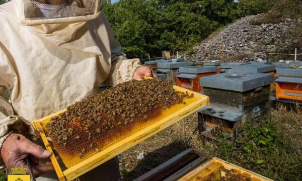 Пчеловодство на Херсонщине