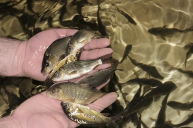 В Херсонской области станет больше рыбы