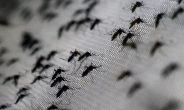 Большое скопление комаров в Геническом округе